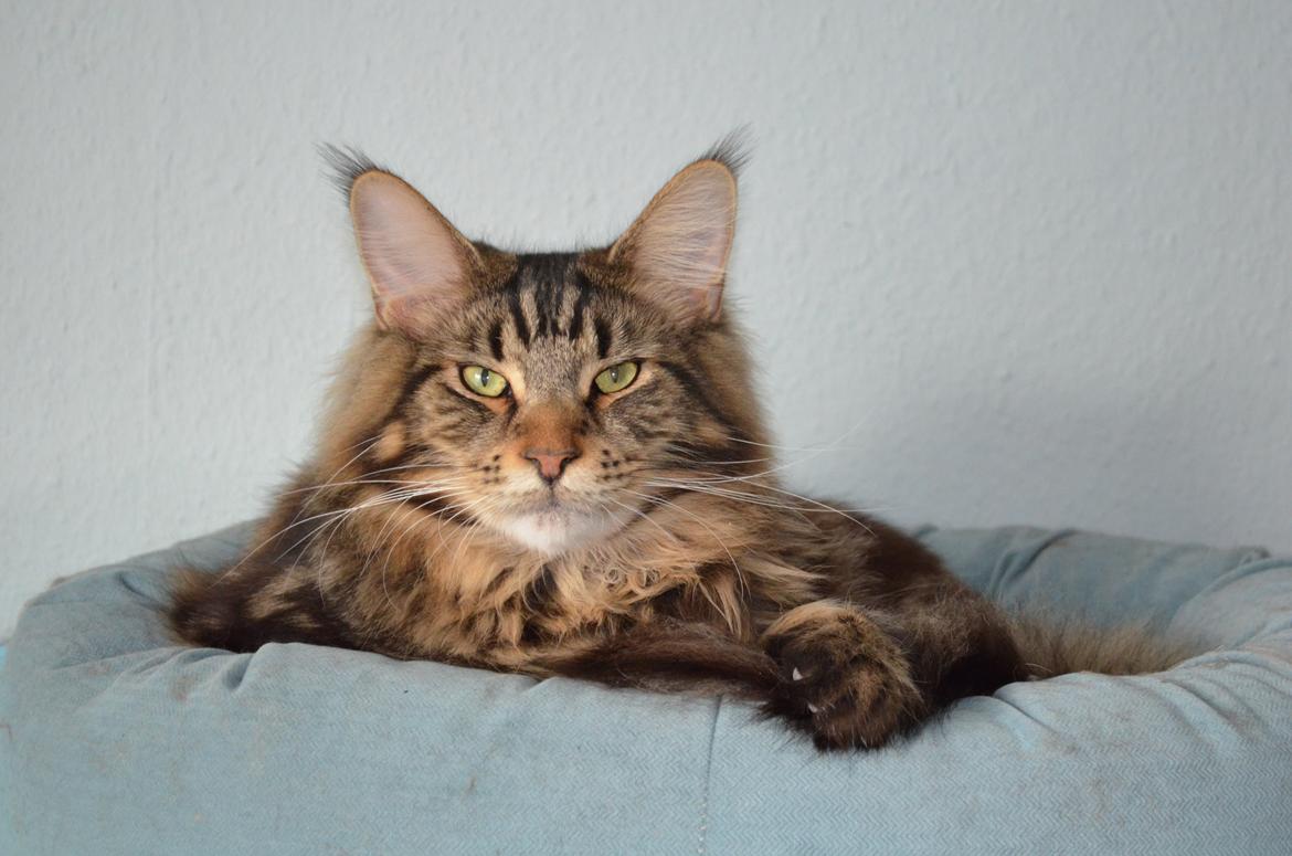 Maine Coon AnkiCoon's 57 Chevy - "Theo" billede 3