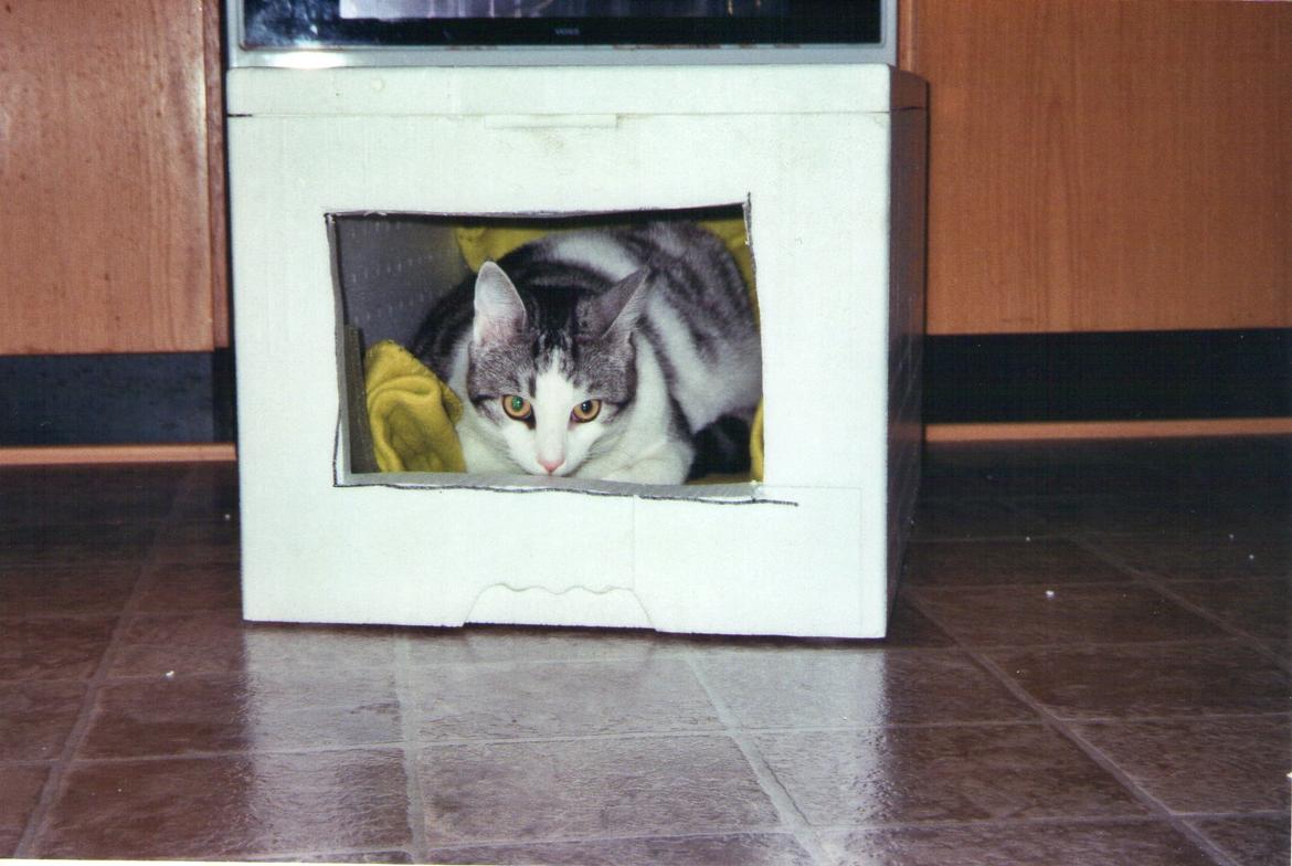 Huskat Freddie - Sådan et hus kan jeg da godt bruge :) billede 2