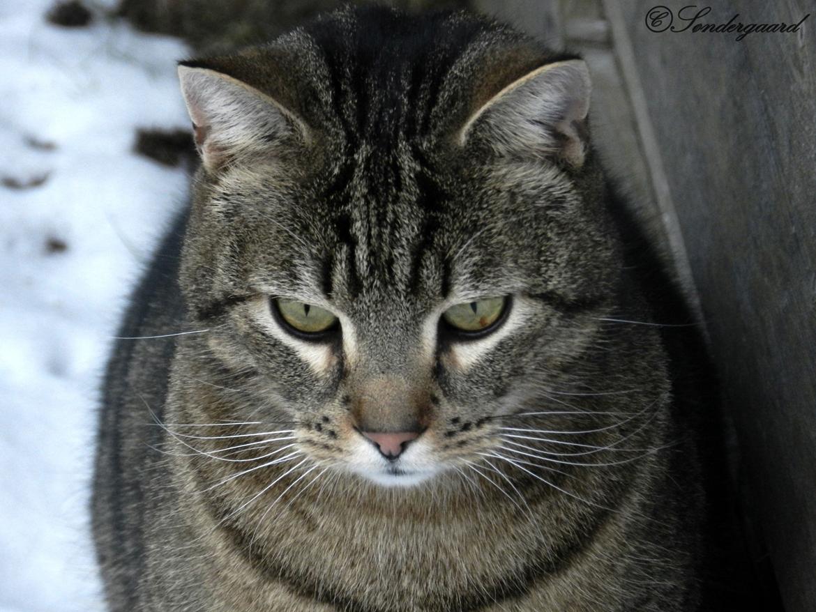 Blanding af racer Fritz "Supermissen! (:" - Fritz vinter 2011/2012 :) billede 14