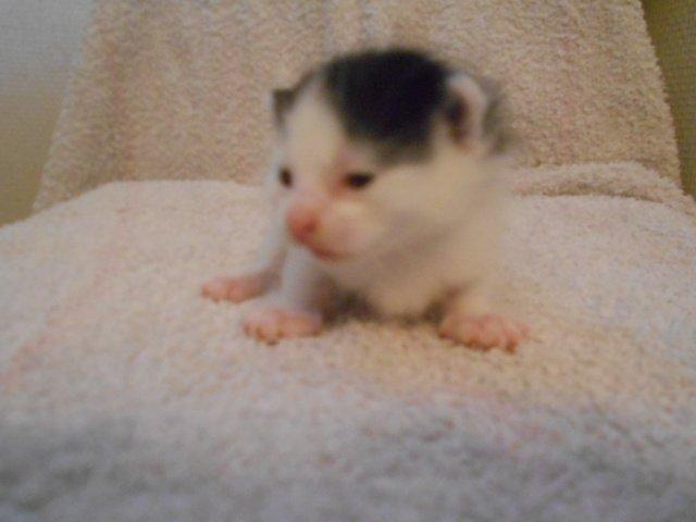 Huskat Bella/ Shadows billede 1