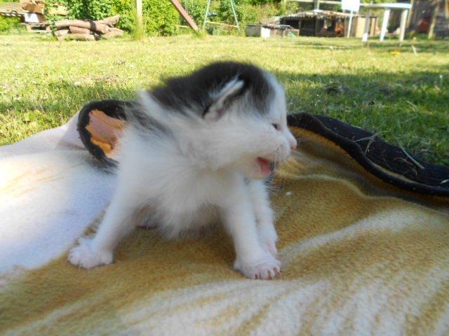 Huskat Bella/ Shadows billede 2