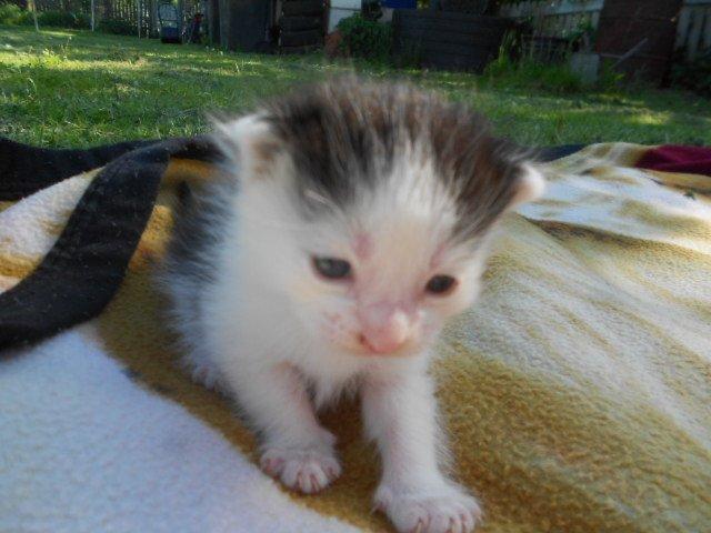 Huskat Bella/ Shadows billede 3