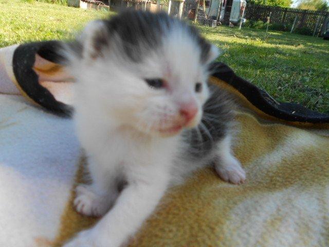 Huskat Bella/ Shadows billede 4