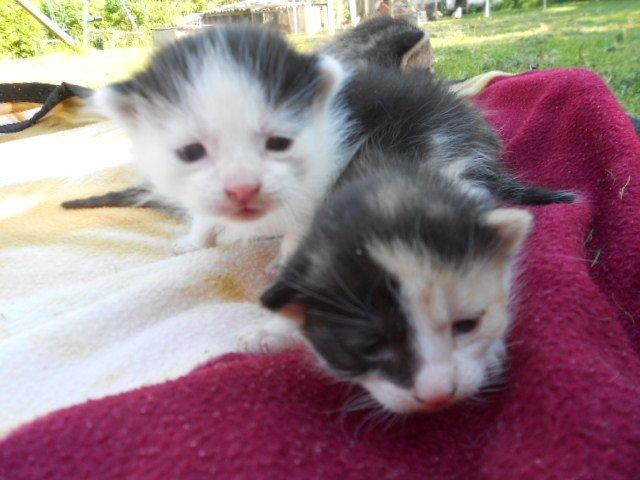 Huskat Bella/ Shadows billede 5