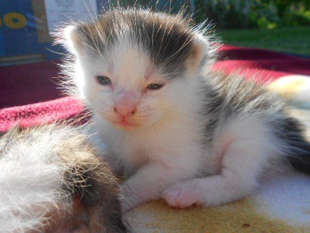 Huskat Bella/ Shadows billede 6