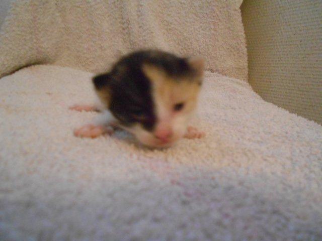 Huskat Silde billede 3