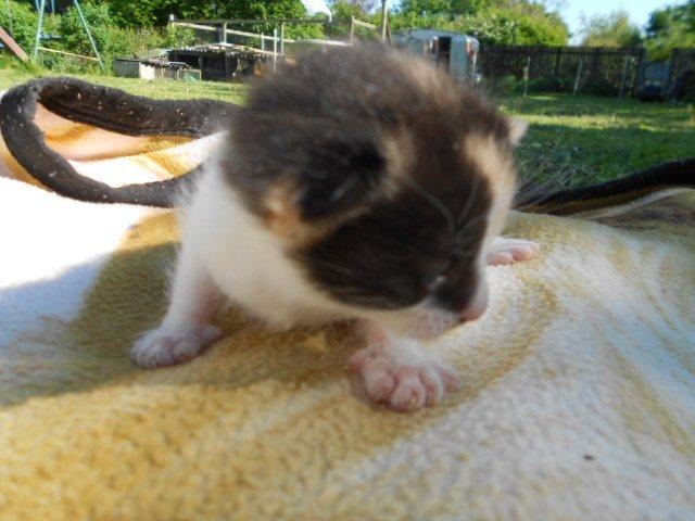 Huskat Silde billede 4