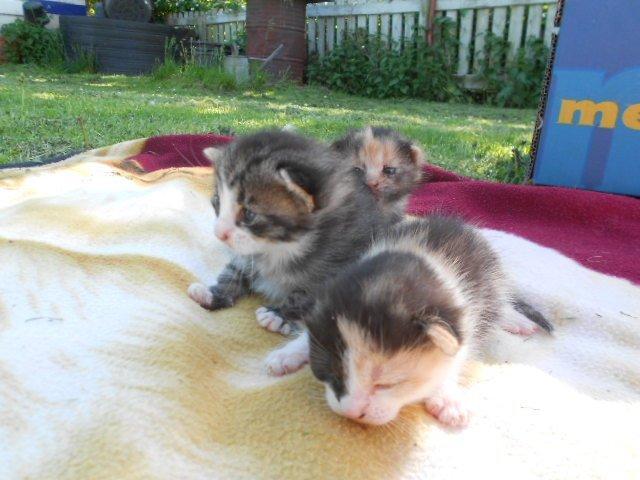 Huskat Silde billede 6