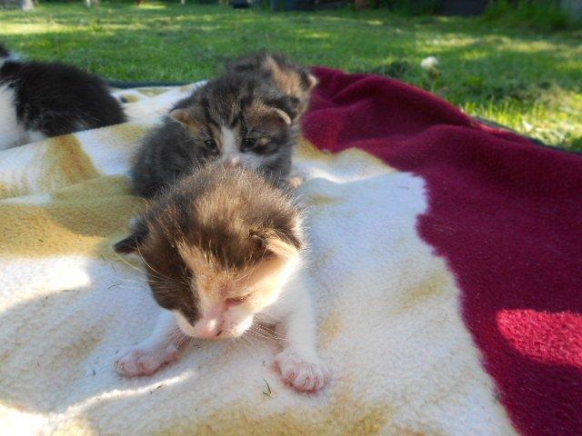 Huskat Silde billede 7