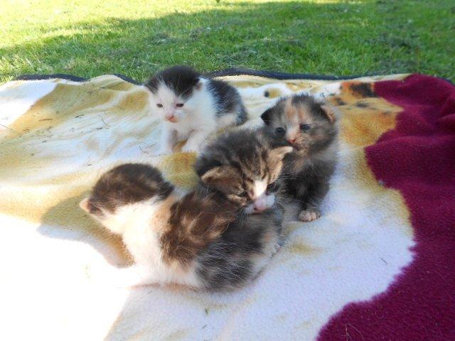 Huskat Silde billede 8