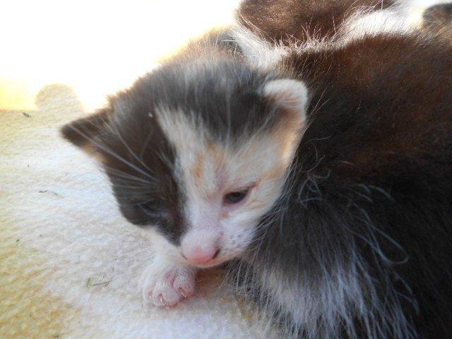 Huskat Silde billede 9