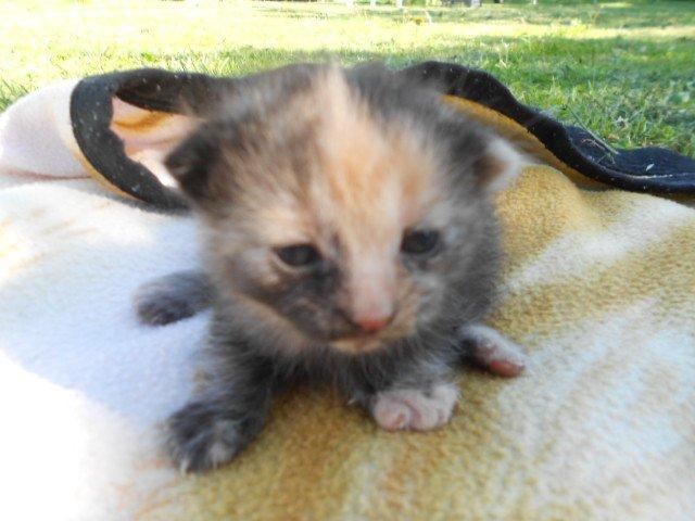 Huskat Mini kloagus billede 2