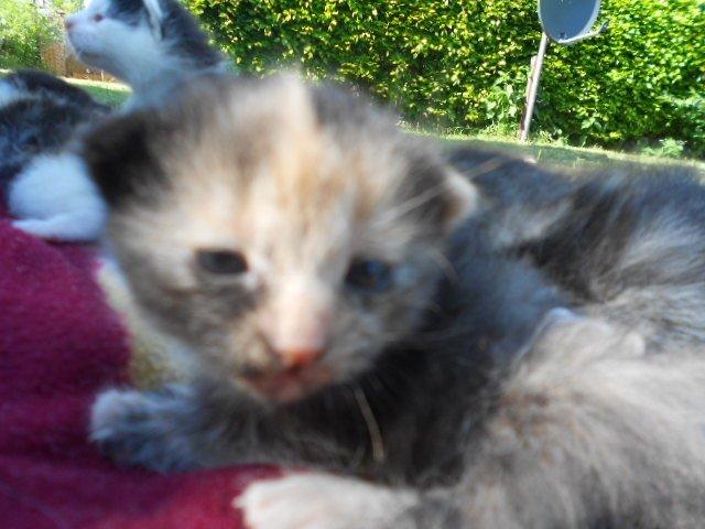 Huskat Mini kloagus billede 5