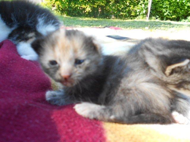 Huskat Mini kloagus billede 6