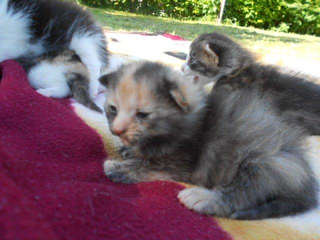 Huskat Mini kloagus billede 7