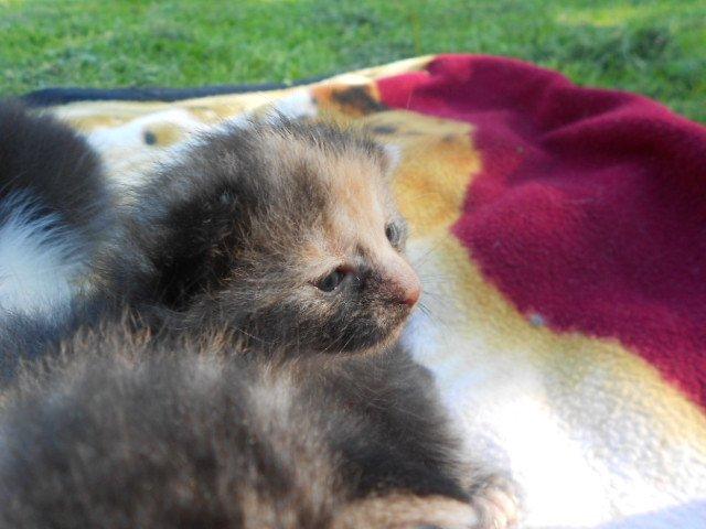 Huskat Mini kloagus billede 8