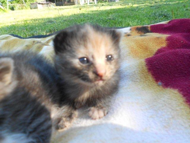 Huskat Mini kloagus billede 9