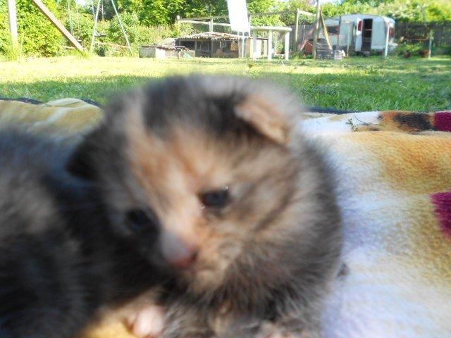 Huskat Mini kloagus billede 10