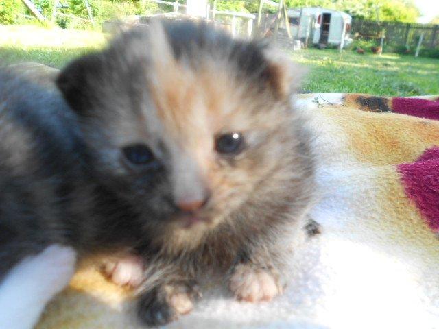 Huskat Mini kloagus billede 11