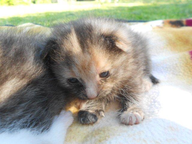 Huskat Mini kloagus billede 12