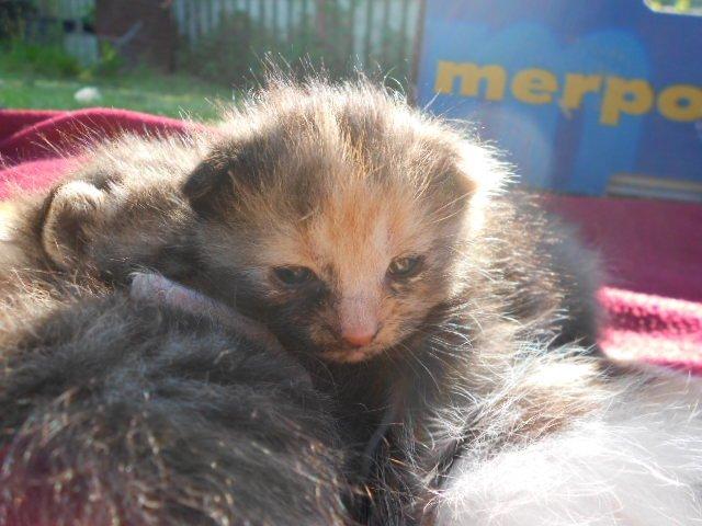 Huskat Mini kloagus billede 13