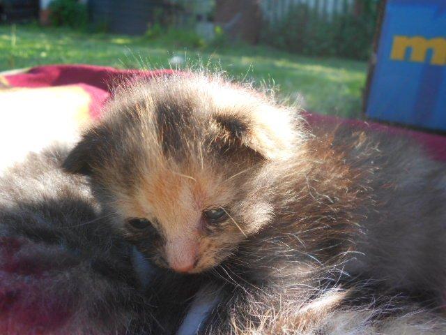 Huskat Mini kloagus billede 14