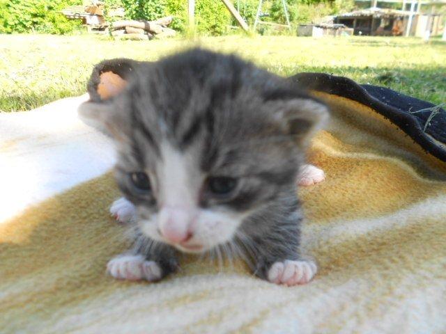 Huskat Mini fræde billede 3