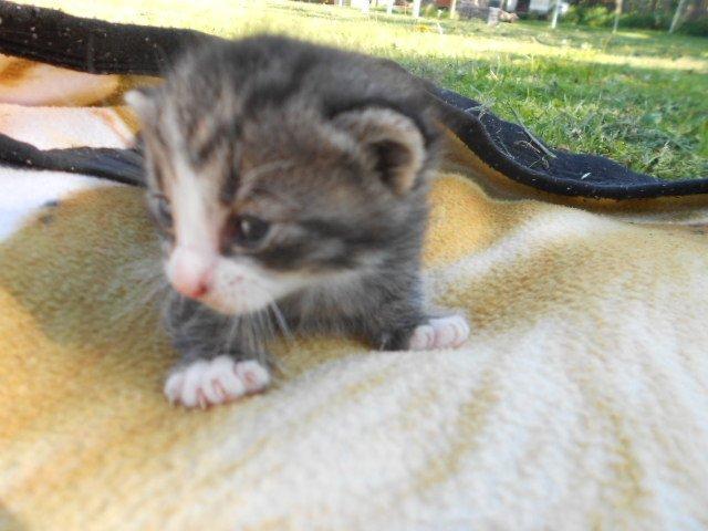 Huskat Mini fræde billede 4