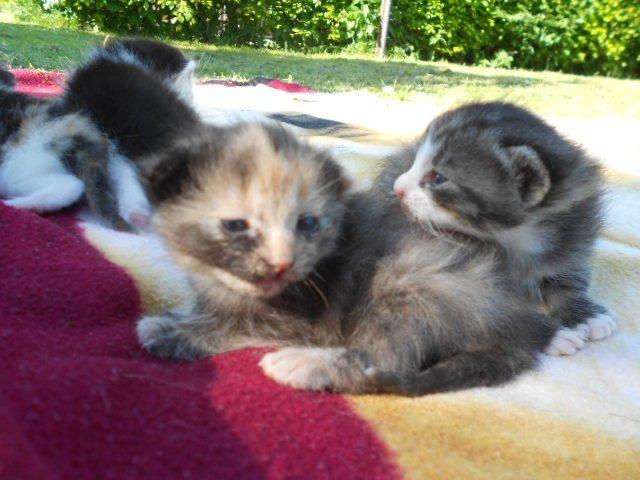 Huskat Mini fræde billede 5