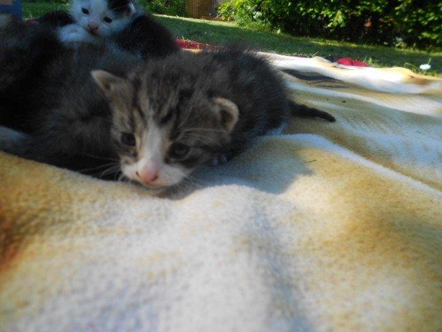 Huskat Mini fræde billede 6