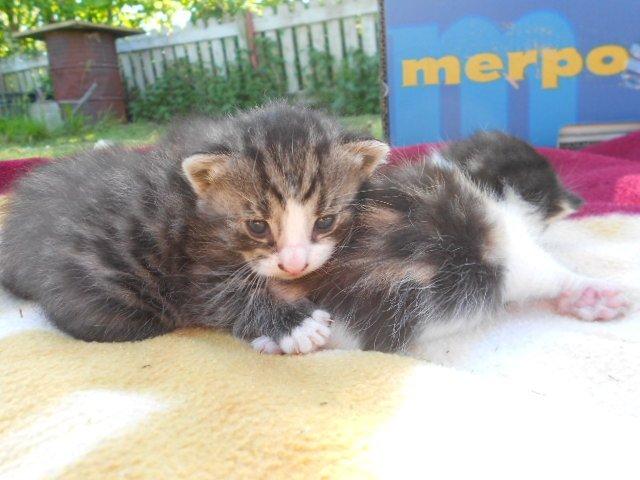 Huskat Mini fræde billede 7