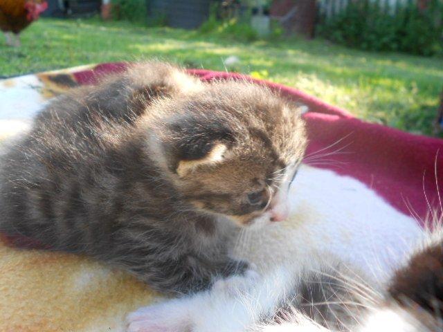 Huskat Mini fræde billede 8