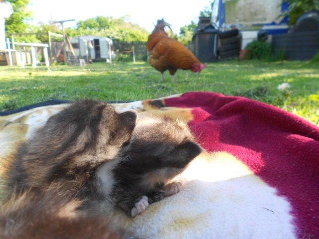 Huskat Mini fræde billede 9