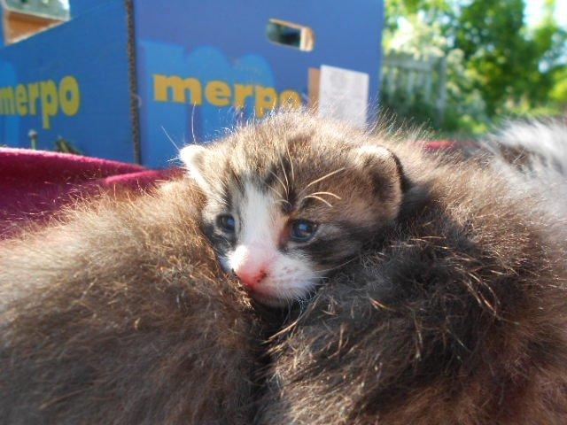 Huskat Mini fræde billede 10