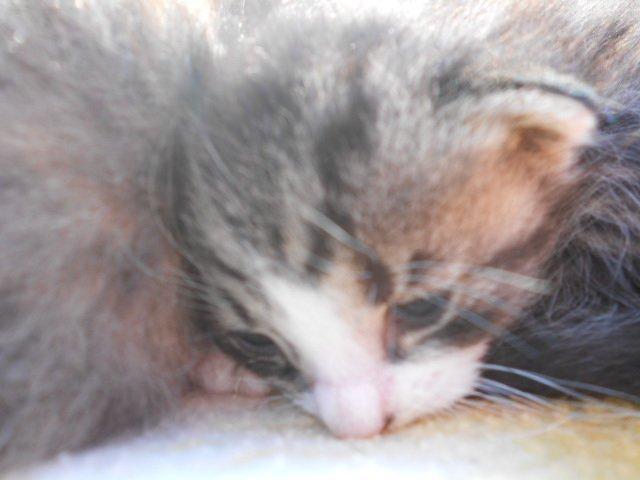 Huskat Mini fræde billede 11