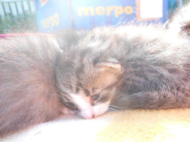 Huskat Mini fræde billede 12