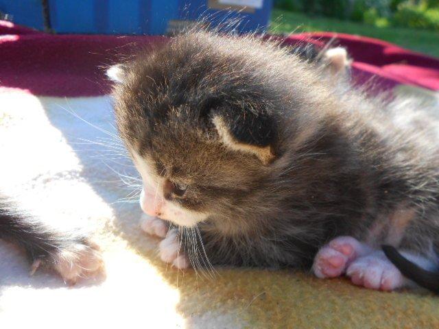 Huskat Mini fræde billede 13