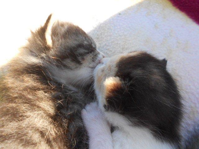 Huskat Mini fræde billede 14