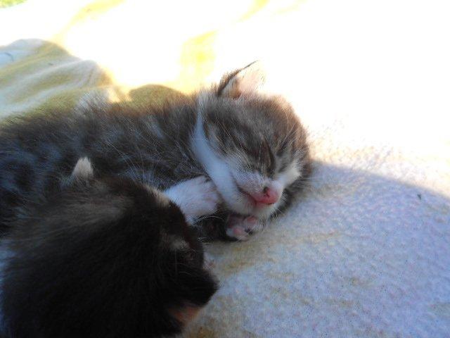 Huskat Mini fræde billede 15