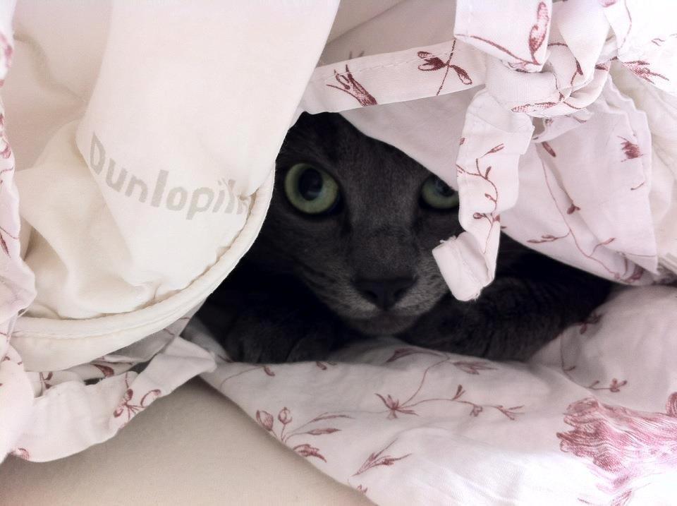 Huskat Frida billede 1