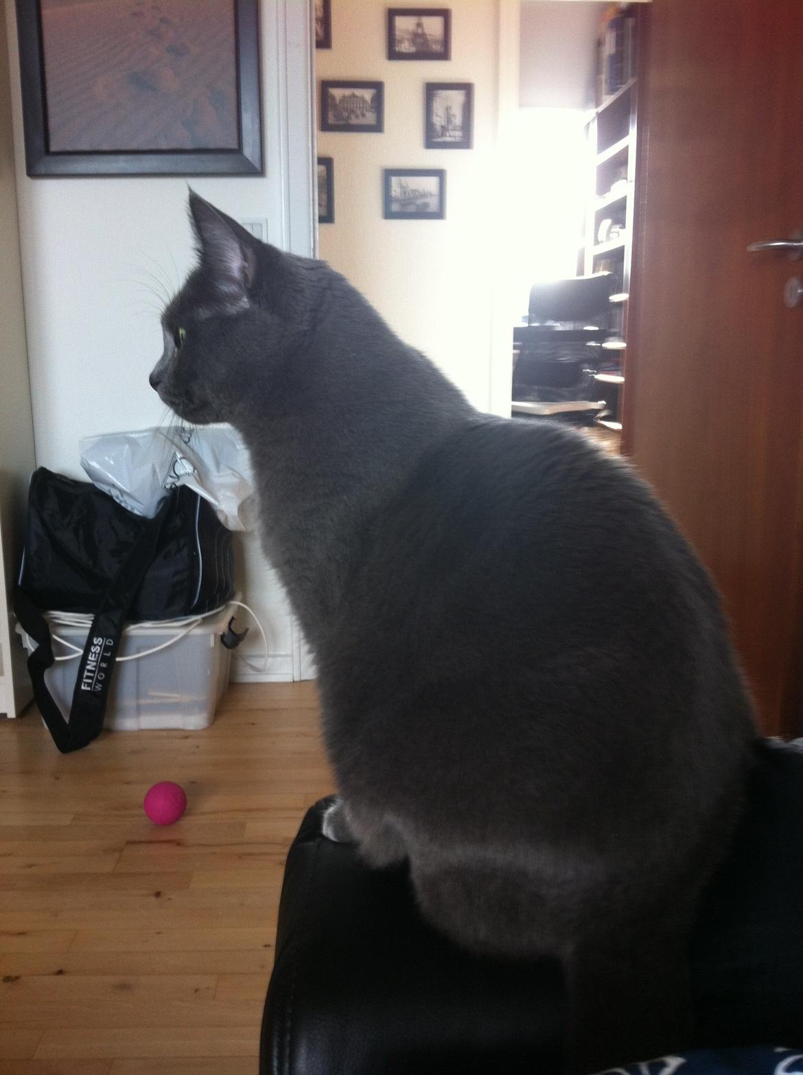 Huskat Frida billede 2