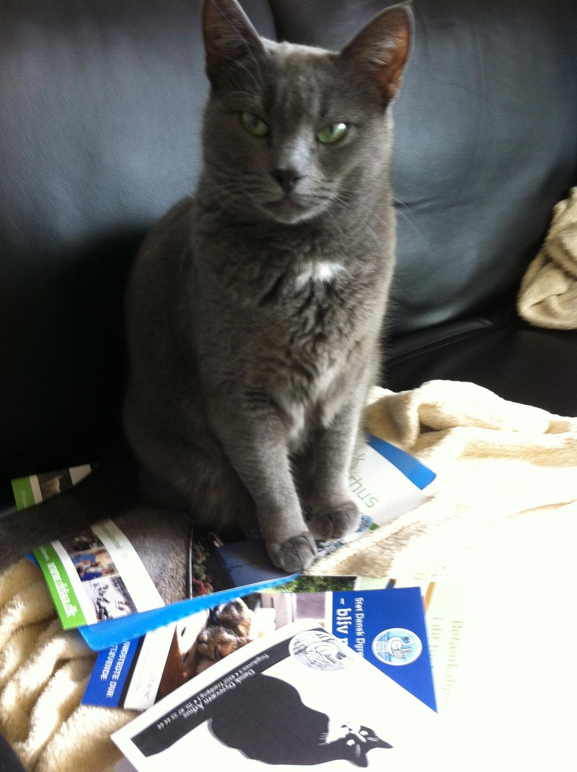 Huskat Frida billede 5