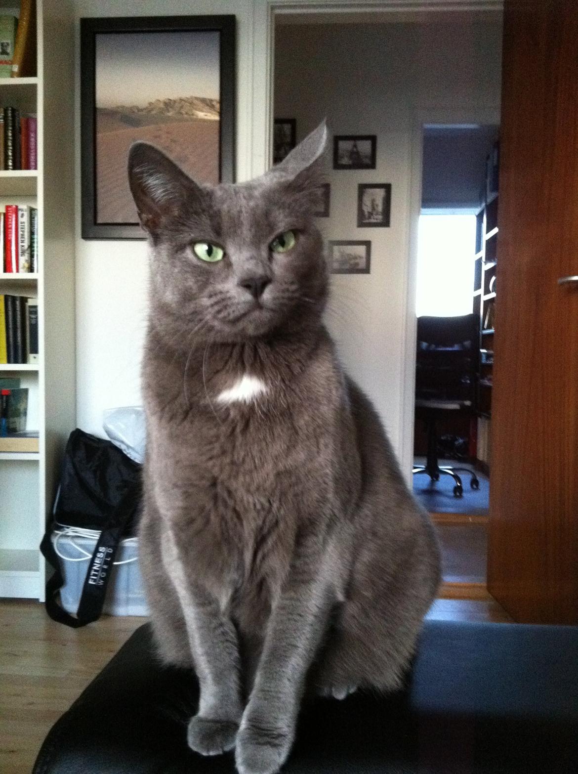 Huskat Frida billede 7