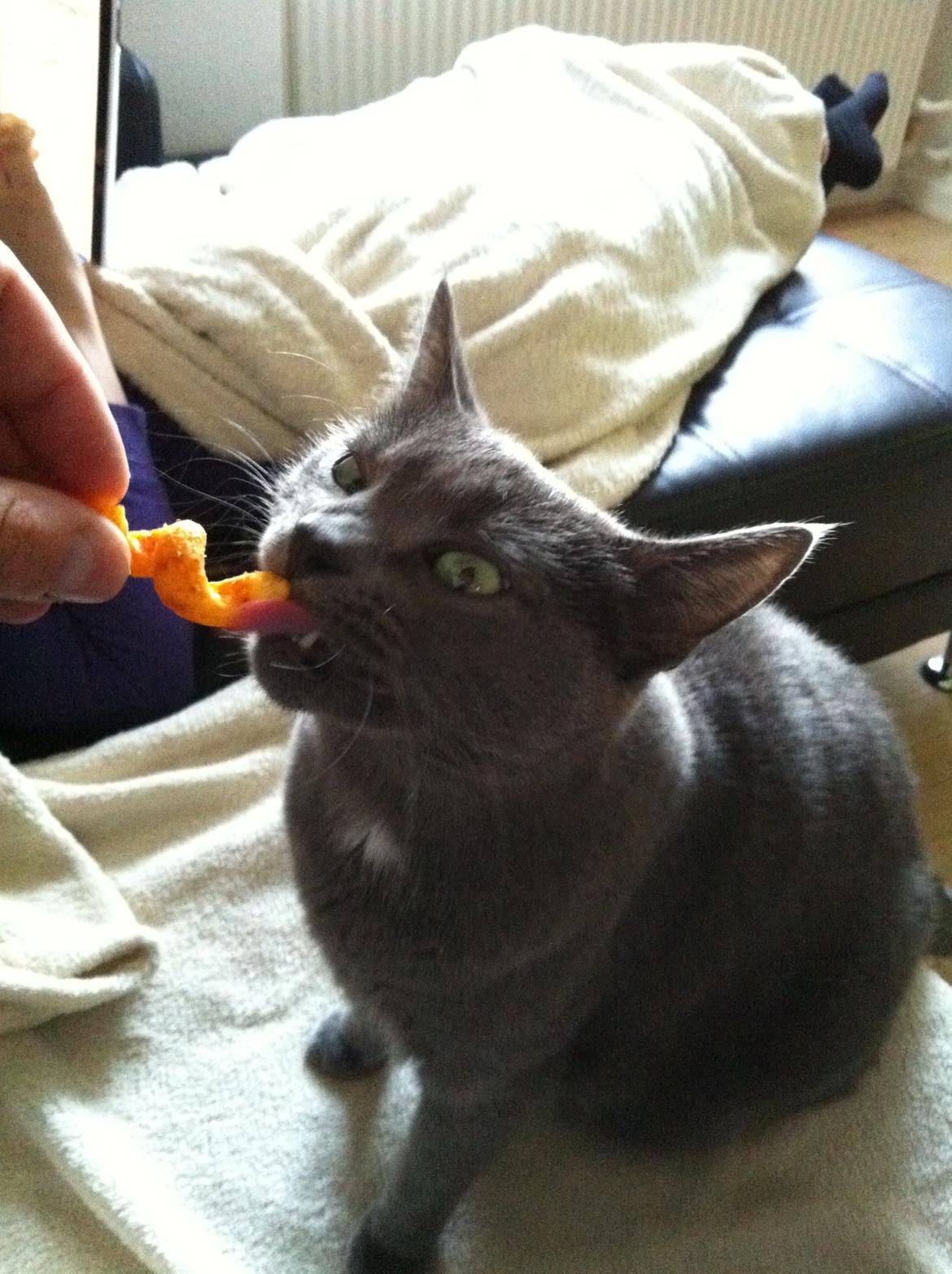 Huskat Frida billede 8