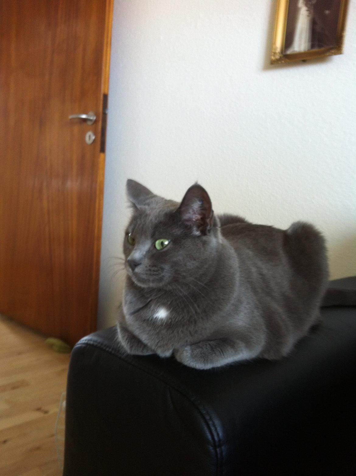 Huskat Frida billede 9