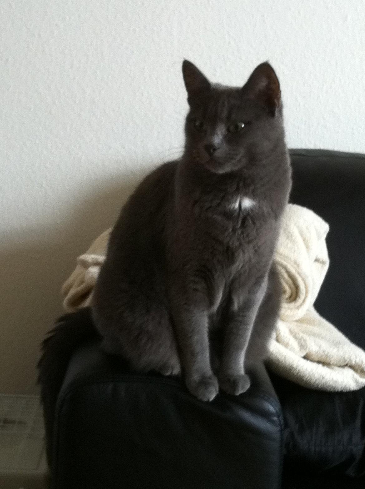 Huskat Frida billede 11