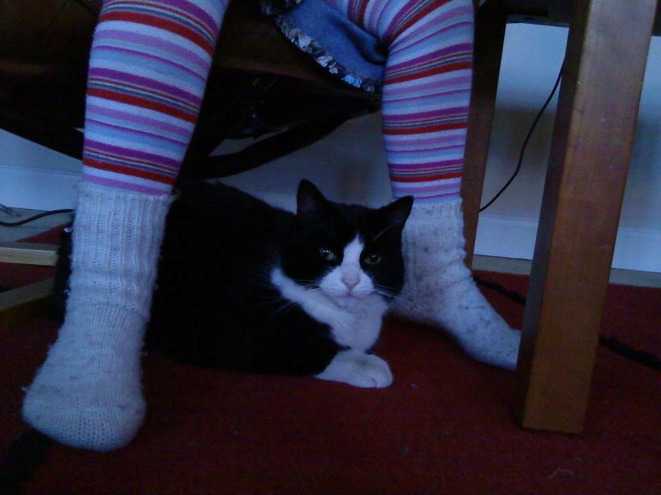 Huskat Sylvester billede 9