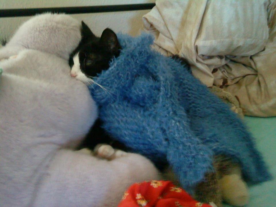 Huskat Sylvester billede 14