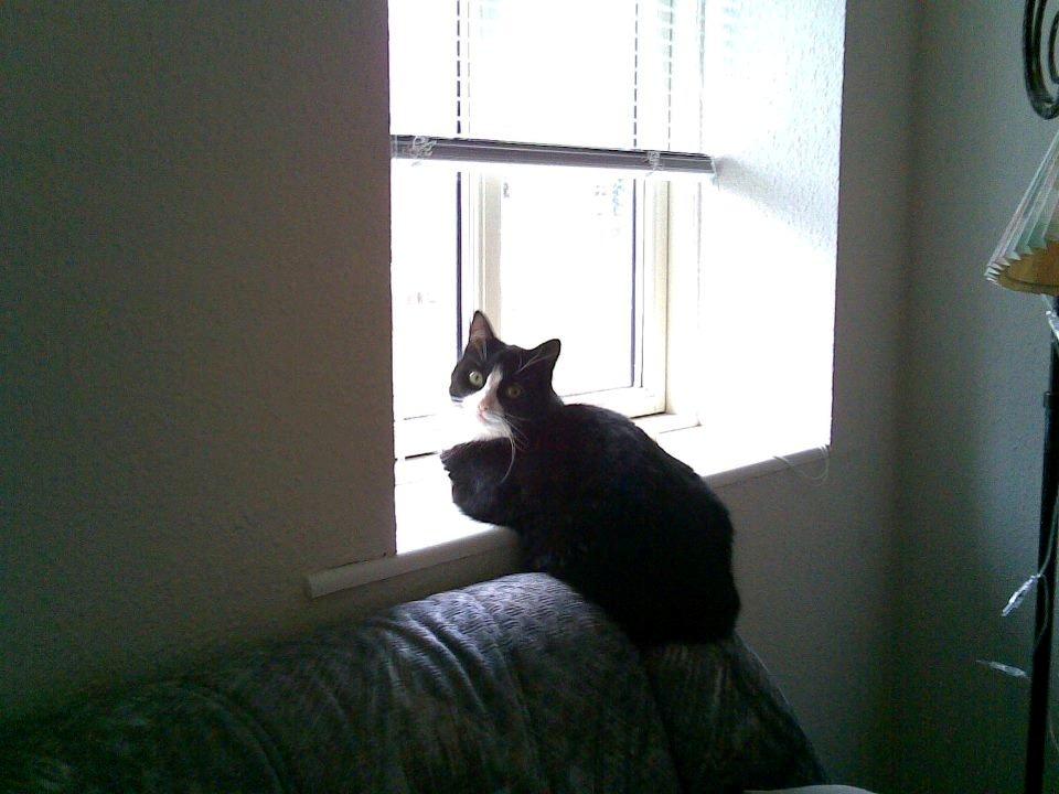 Huskat Sylvester billede 11