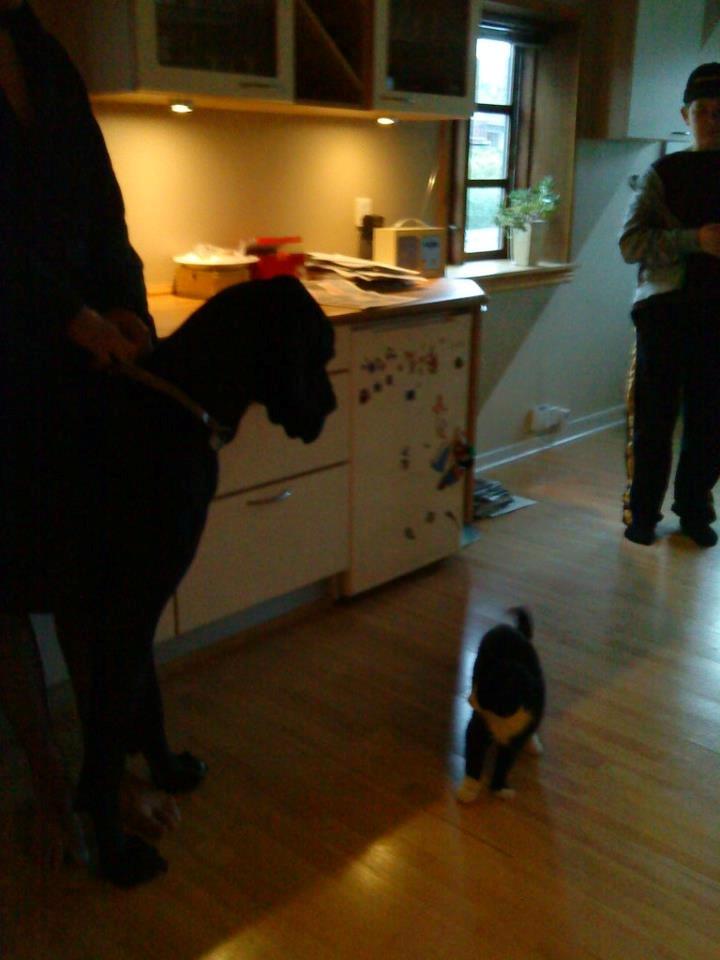 Huskat Sylvester billede 6